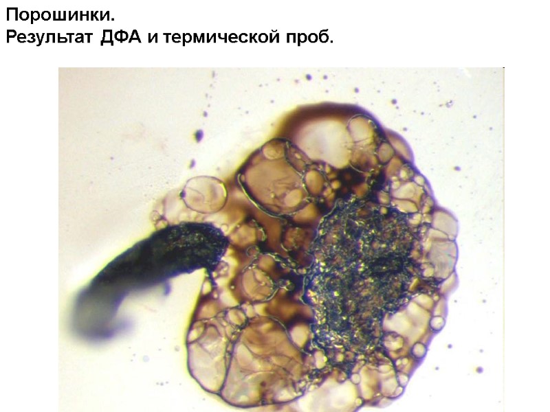 Порошинки.  Результат ДФА и термической проб.